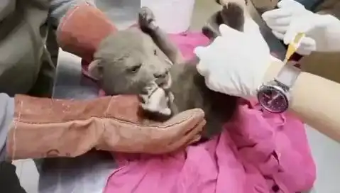 Karabük'te Minik Bozayı Bulundu: Doğanın Sırlarını Keşfedin!