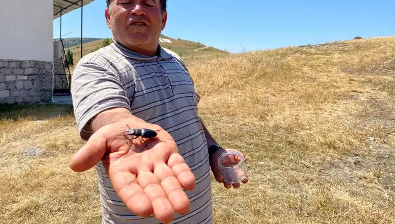 Sivas’ta Görülen Bu Böceği Öldürmenin Cezası Şaşırtıyor: Tam 557 Bin TL!