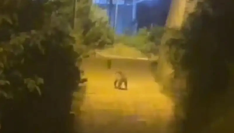 Gümüşhane Şehir Merkezine Gelen Ayı, Vatandaşları Şaşırttı!