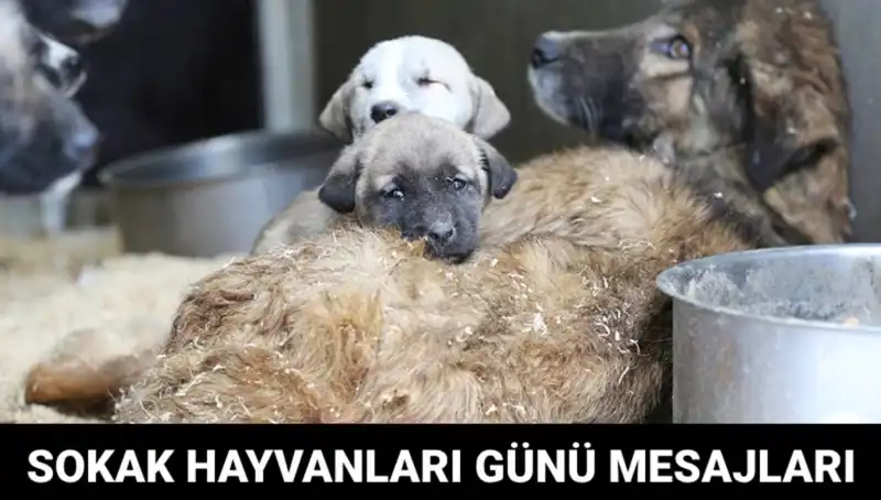 Dünya Sokak Hayvanları Günü 2023: Hayvanlar İçin Birlikte Neler Yapabiliriz?