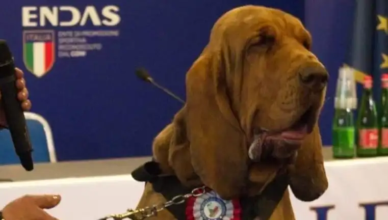 Arama Köpeğine Suikast: Çivili Sosisle Öldürülen Can Dostumuz