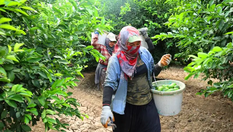 Kilo Kilo Artan Fiyatlar: Marketteki Ürünlerde 150 Lira Eşiği Aşıldı!