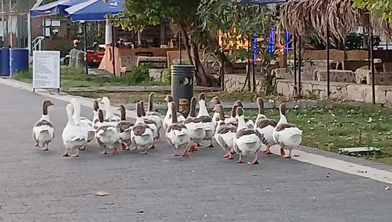 Denizde Yüzdükten Sonra Kazların Kümese Kapattığı Şok Olaya Ne Oldu?