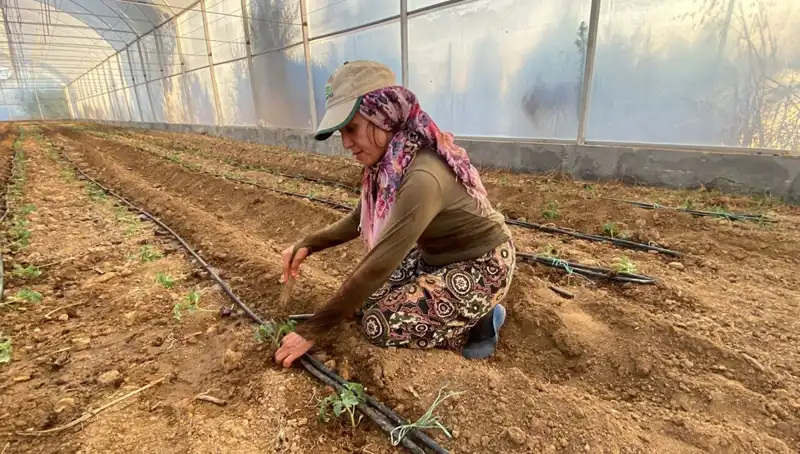Fidelerin Toprakla Buluşma Hikayesi: Günlük 6 Saat Emekle Filizlenen Umutlar