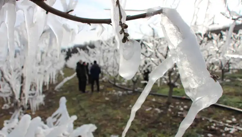 Soğuk Hava Uyarısı: Tomurcukların Yüzde 80’i Çiçek Açtı