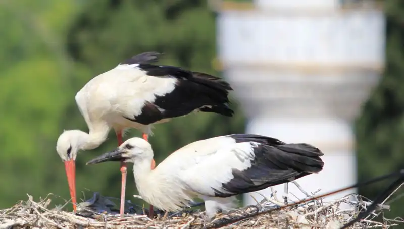 Yaren Leyleği Kıskandıracak: Leylek Köyü'nde 8 Kat Fazla Yuva Bulundu!