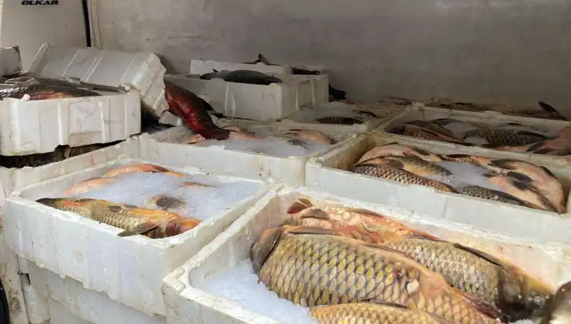 Kaçak Balık Avının Bedeli: Binlerce Lira Ceza ve Tehditler