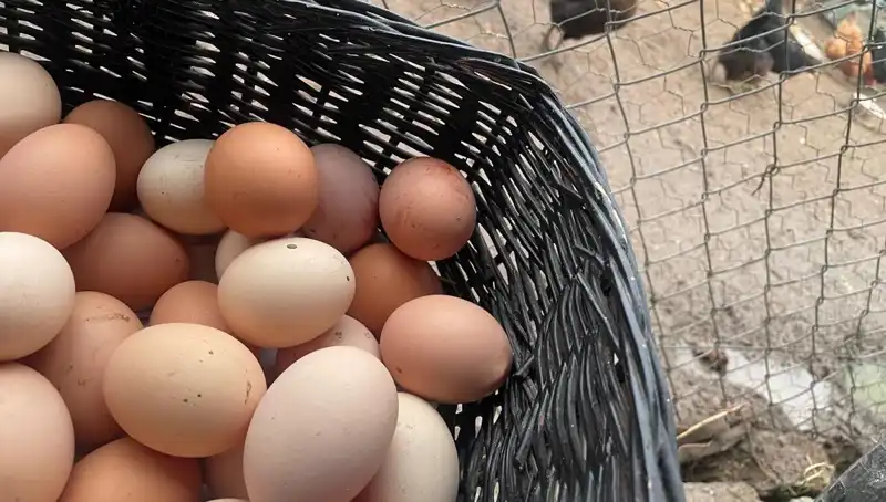 Dünyanın En Ucuz Proteini: Okul Dönemi İçin İdeal Çözüm