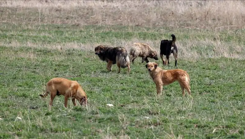 Ankara'da Sahipsiz Köpek Kararı: Barınaklara Bırakmaya Ceza Getirildi!