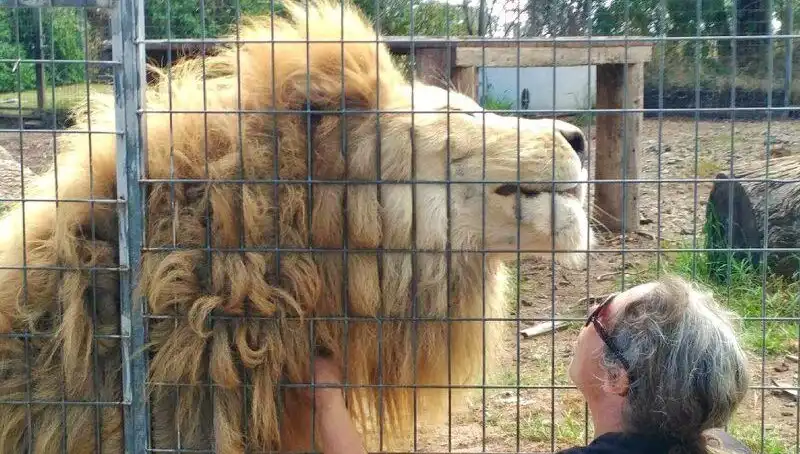 Avustralya'da Aslan Salgını: Kadının Kolunu Kafes İçinde Kapıp Götürdü