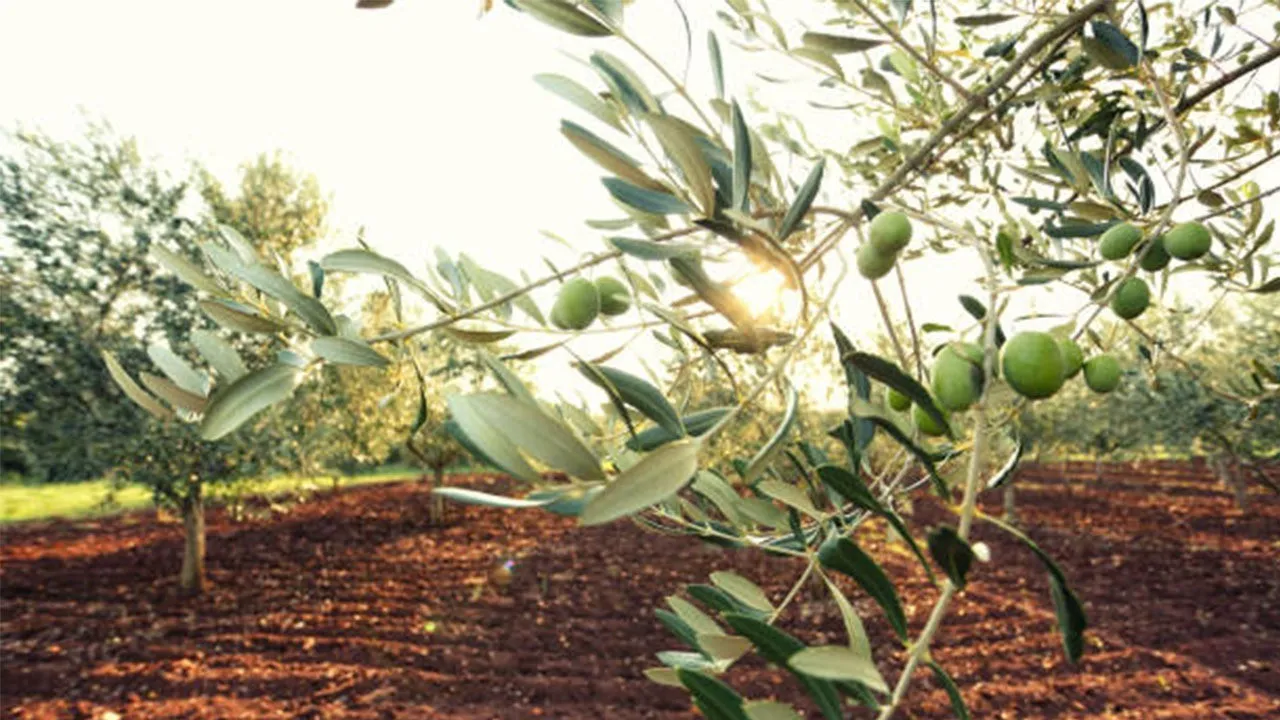 Zeytin Üreticileri Destek Bekliyor: Üretim Maliyetleri Artışı Kriz Yarattı