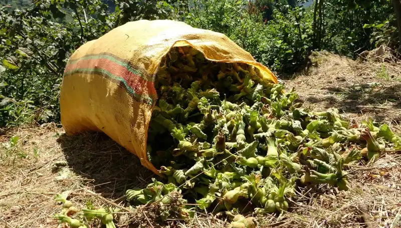 Giresun'da Fındık Hasadı Başladı: Tarımda Yeni Dönem